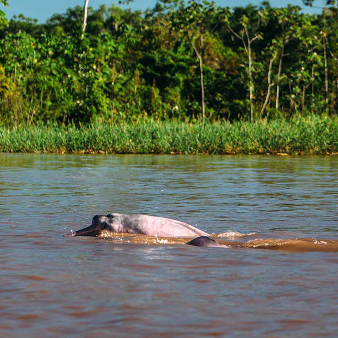 4 Days Amazon Itinerary Low Water Season