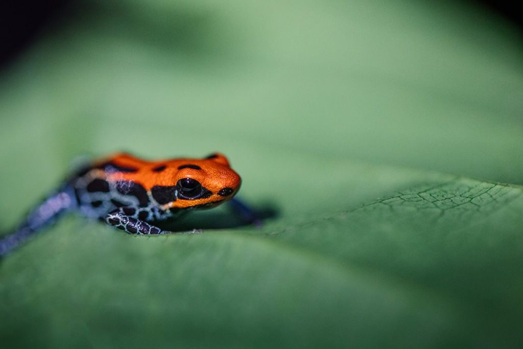 poison dart frogs